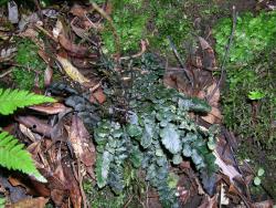 Blechnum nigrum. Sterile fronds partly covered in epiphyllous bryophytes.
 Image: L.R. Perrie © Leon Perrie CC BY-NC 3.0 NZ